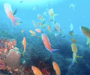 Thumbnail of post image 061