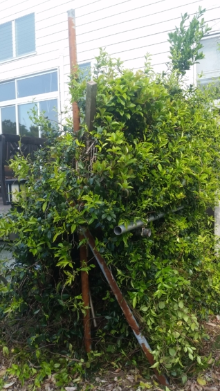 ジャスミンの木