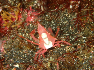 秋の浜で撮影したコノハガニ(オス)