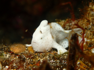 秋の浜のイロカエルアンコウ・エスカを出す