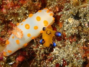 秋の浜で撮影したウデフリツノザヤウミウシ+キイボキヌハダウミウシ