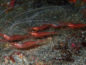 秋の浜で撮影したオキノスジエビ