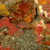 秋の浜のキシマハナダイ幼魚