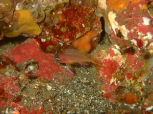秋の浜のキシマハナダイ幼魚