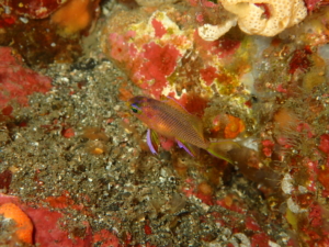 秋の浜で撮影したキシマハナダイ