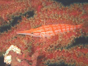 秋の浜のクダゴンベとハナオトメウミウシ