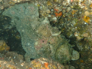 秋の浜のソウシカエルアンコウ