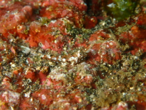 秋の浜で撮影したヒメテグリ(幼魚）