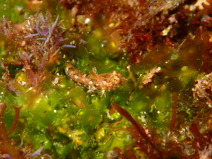 秋の浜で撮影したヒメテグリ幼魚