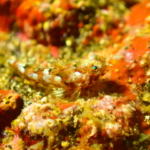秋の浜で撮影したヒメテグリ(幼魚)・顕微鏡モード