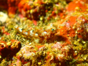 秋の浜で撮影したヒメテグリ(幼魚)・顕微鏡モード