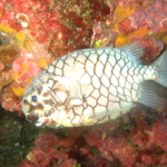 秋の浜で撮影したマツカサウオ