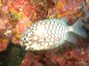 秋の浜で撮影したマツカサウオ