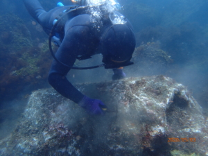 伊豆大島・海中の雑草刈り。作業中