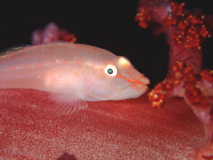 伊豆大島・秋の浜のスケロクウミタケハゼ