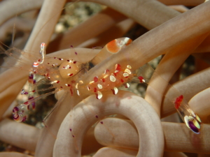 伊豆大島・秋の浜のアカホシカクレエビ抱卵