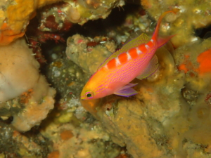 伊豆大島のアサヒハナゴイ