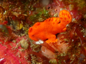 伊豆大島・秋の浜のイロカエルアンコウ幼魚