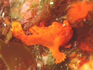伊豆大島・秋の浜のイロカエルアンコウ幼魚