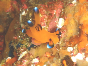 伊豆大島・秋の浜のウデフリツノザヤウミウシ