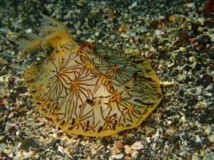 伊豆大島・秋の浜のインターネットウミウシ