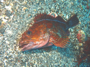 伊豆大島・秋の浜のカサゴ