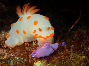 伊豆大島・秋の浜のキイボキヌハダウミウシがニシキウミウシを捕食