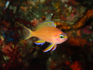 伊豆大島・秋の浜のキシマハナダイ
