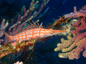 伊豆大島・秋の浜のクダゴンベ