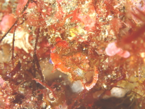 伊豆大島ダイビングうみのわ秋の浜ハチジョウタツジャパピグ