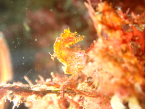 伊豆大島・秋の浜のハチジョウタツ