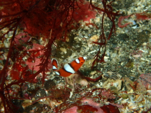 伊豆大島・秋の浜のツユベラ幼魚
