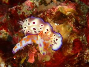 伊豆大島・秋の浜のマダライロウミウシ(上)・ニシキウミウシ幼体(下)