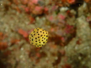 伊豆大島・秋の浜のミナミハコフグ幼魚