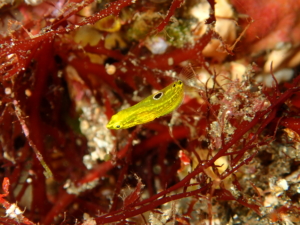伊豆大島・秋の浜のコガネキュウセン