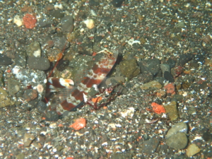 伊豆大島・秋の浜のダンダラダテハゼ