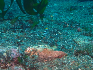 伊豆大島・秋の浜のヒレナガネジリンボウ