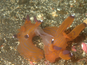伊豆大島・秋の浜のクチナシツノザヤウミウシの交接