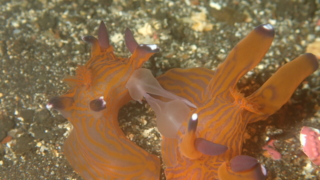 伊豆大島・秋の浜のクチナシツノザヤウミウシの交接