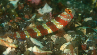 伊豆大島・秋の浜のクビアカハゼ（越冬）
