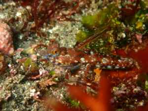 伊豆大島・秋の浜のヒメテグリ（オス）