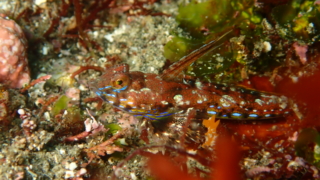 伊豆大島・秋の浜のヒメテグリ（オス）