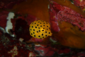 伊豆大島・秋の浜のミナミハコフグ