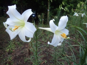 Thumbnail of post image 136