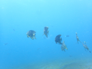 ツバメウオ野田浜