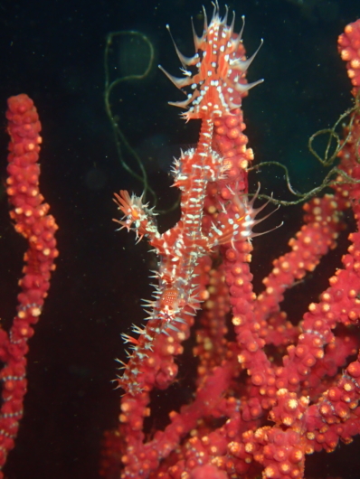 ニシキフウライウオ・秋の浜