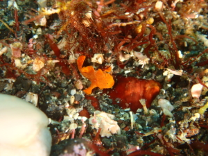 イロカエルアンコウ幼魚