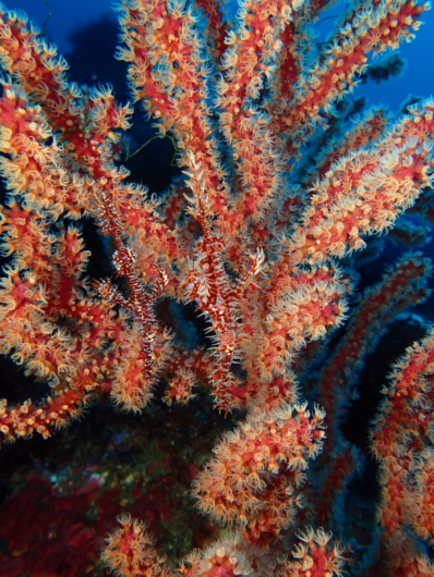 ニシキフウライウオ伊豆大島