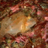 ボロカサゴ幼魚