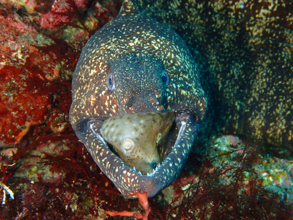 伊豆大島ダイビングうみのわ 秋の浜 ウツボ 捕食 ウミスズメ オオスジイシモチ 口内保育